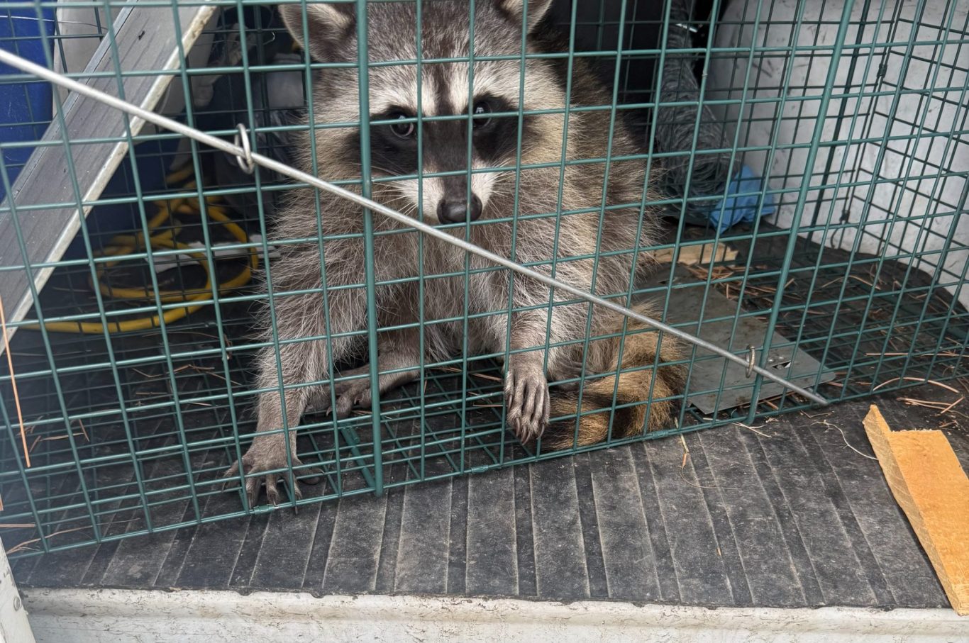 Raccoon 